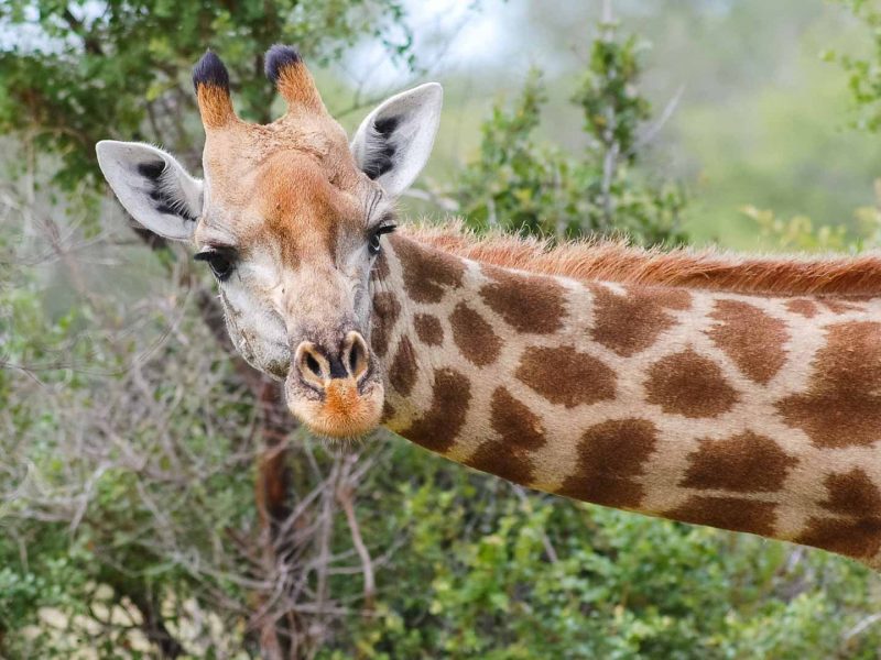 Giraffe from tent