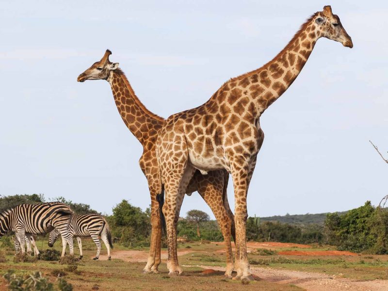 Giraffes during camping