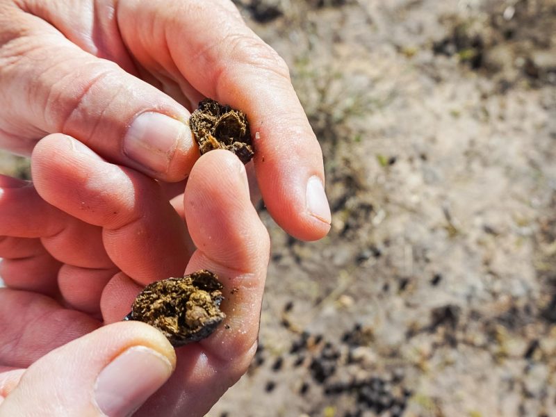 Spoorzoeken tijdens kamperen Afrika