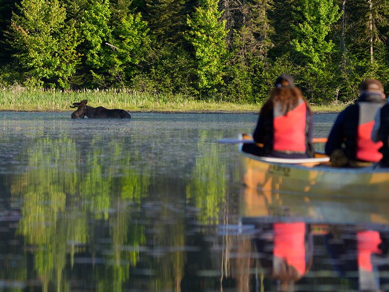 moose-in-the-water