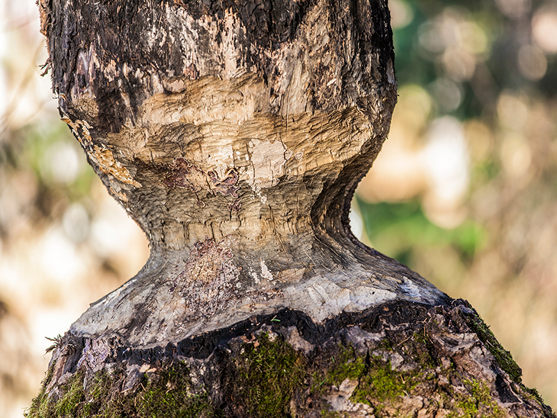 marcus_westberg_beaver_cut_1
