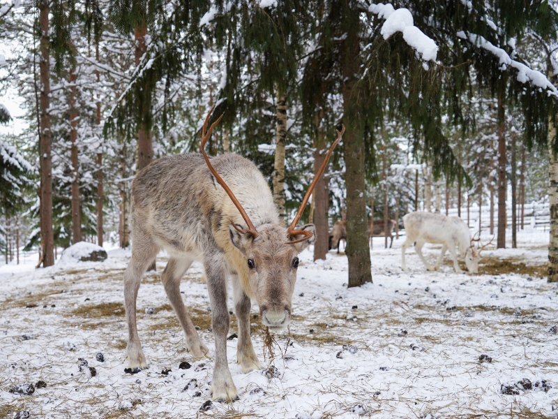 finland-reindeer-forest