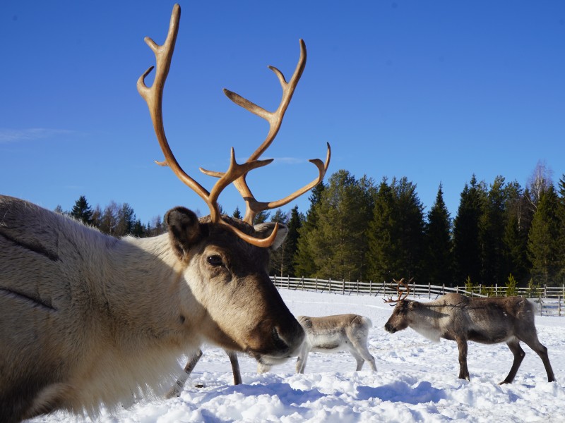finland-reindeer