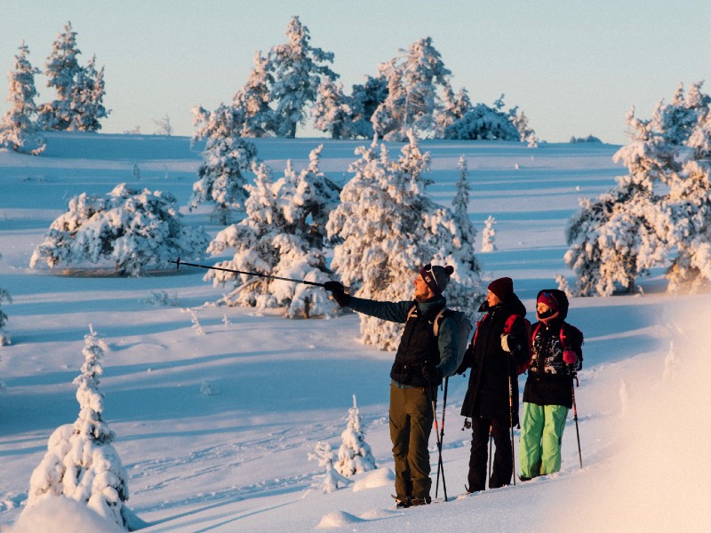 forest-skiing