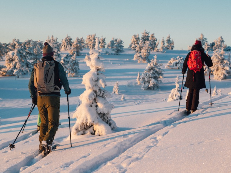 forest-skiing21